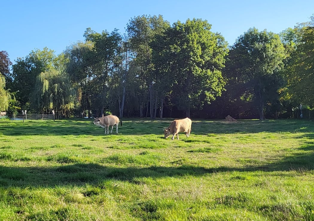 Randonnée "Les étangs de Grez sur Loing et les bords du Loing" 3