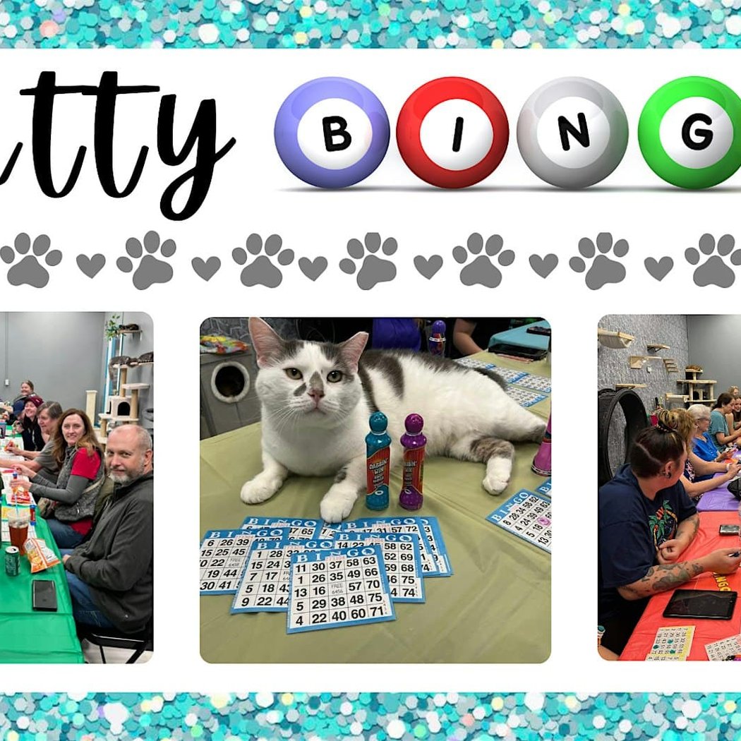 Kitten Bingo 1