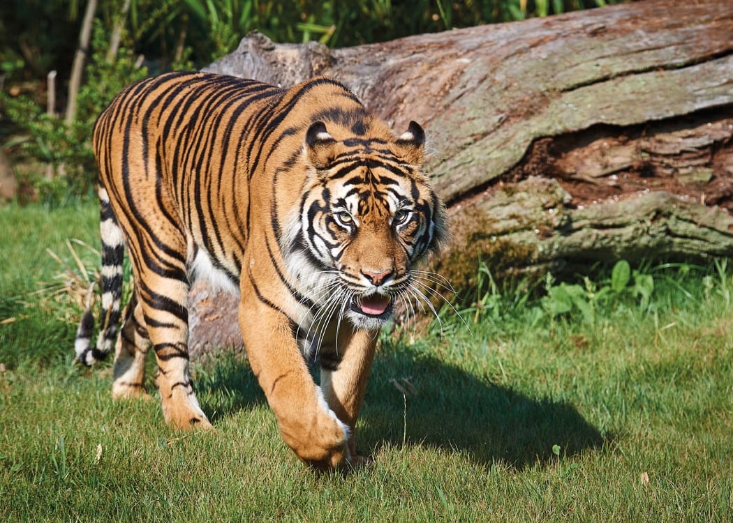 Zoo de la Flèche 1