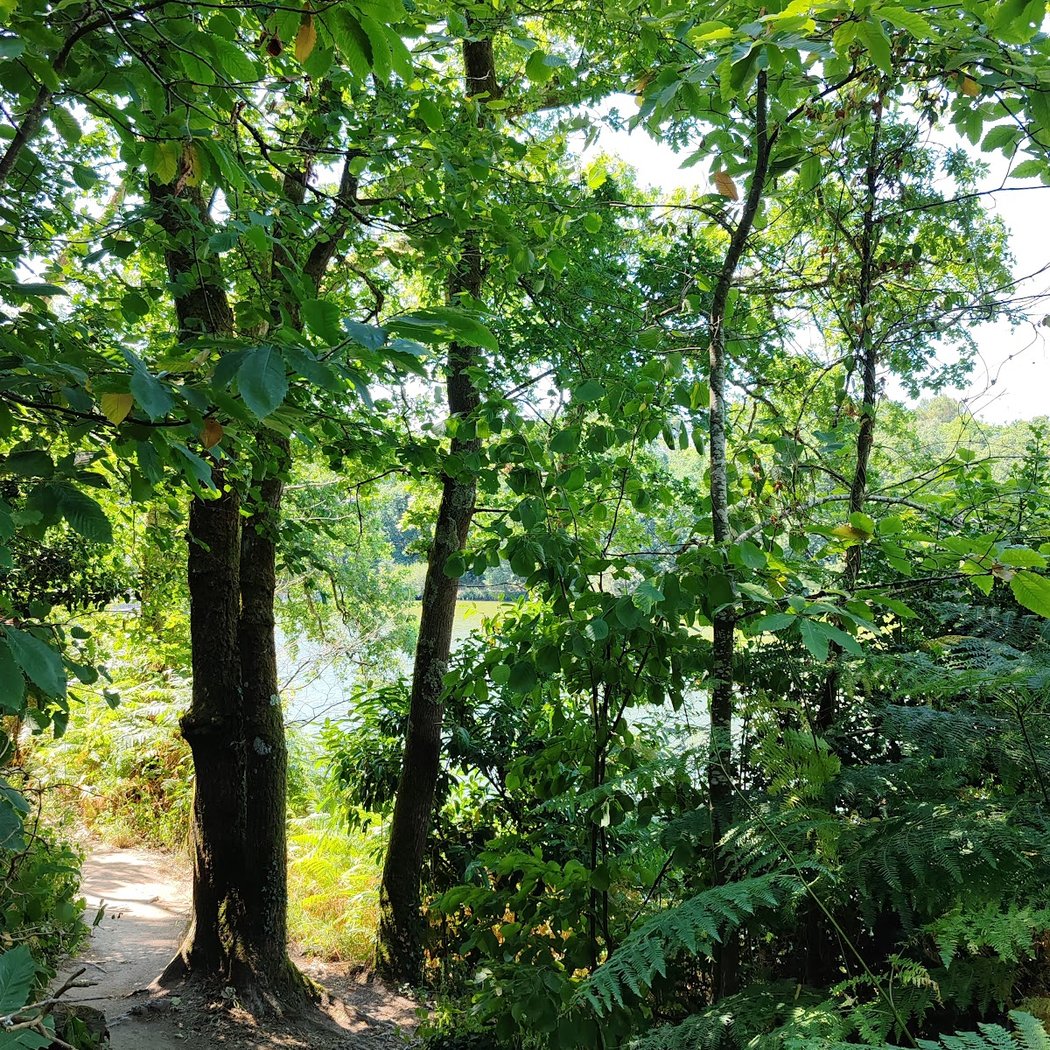 Sentier du marais de Fresnier 3