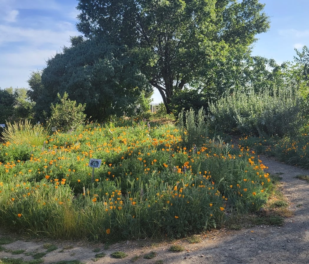 Granada Native Garden 1