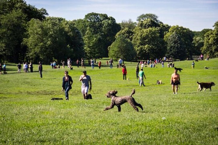 Prospect Park Dog Beach 3