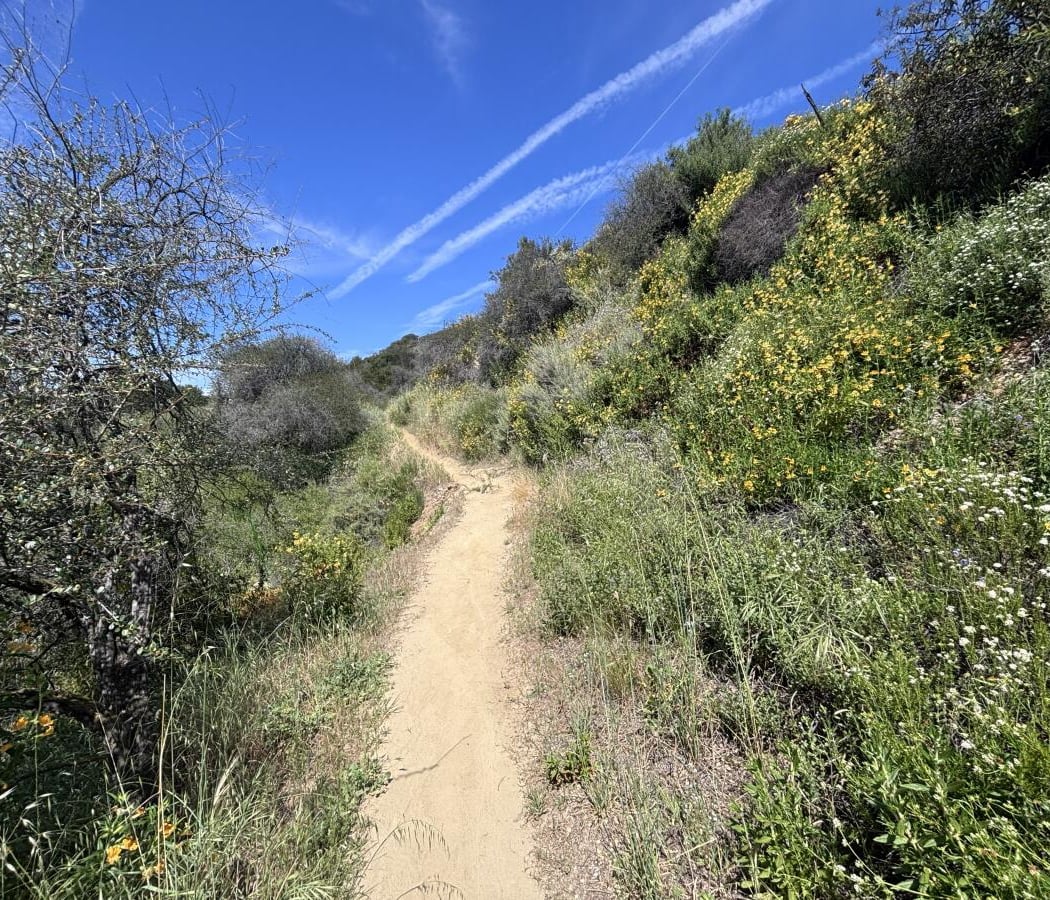 Wildflower Hike 1