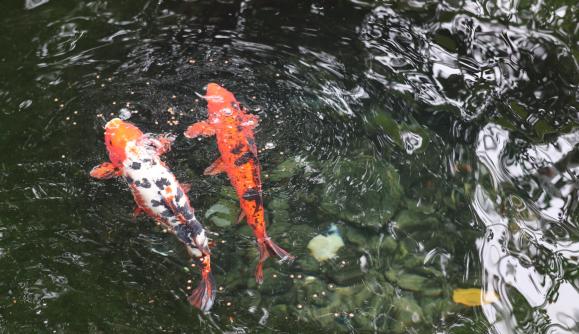 Feed the Fish 1