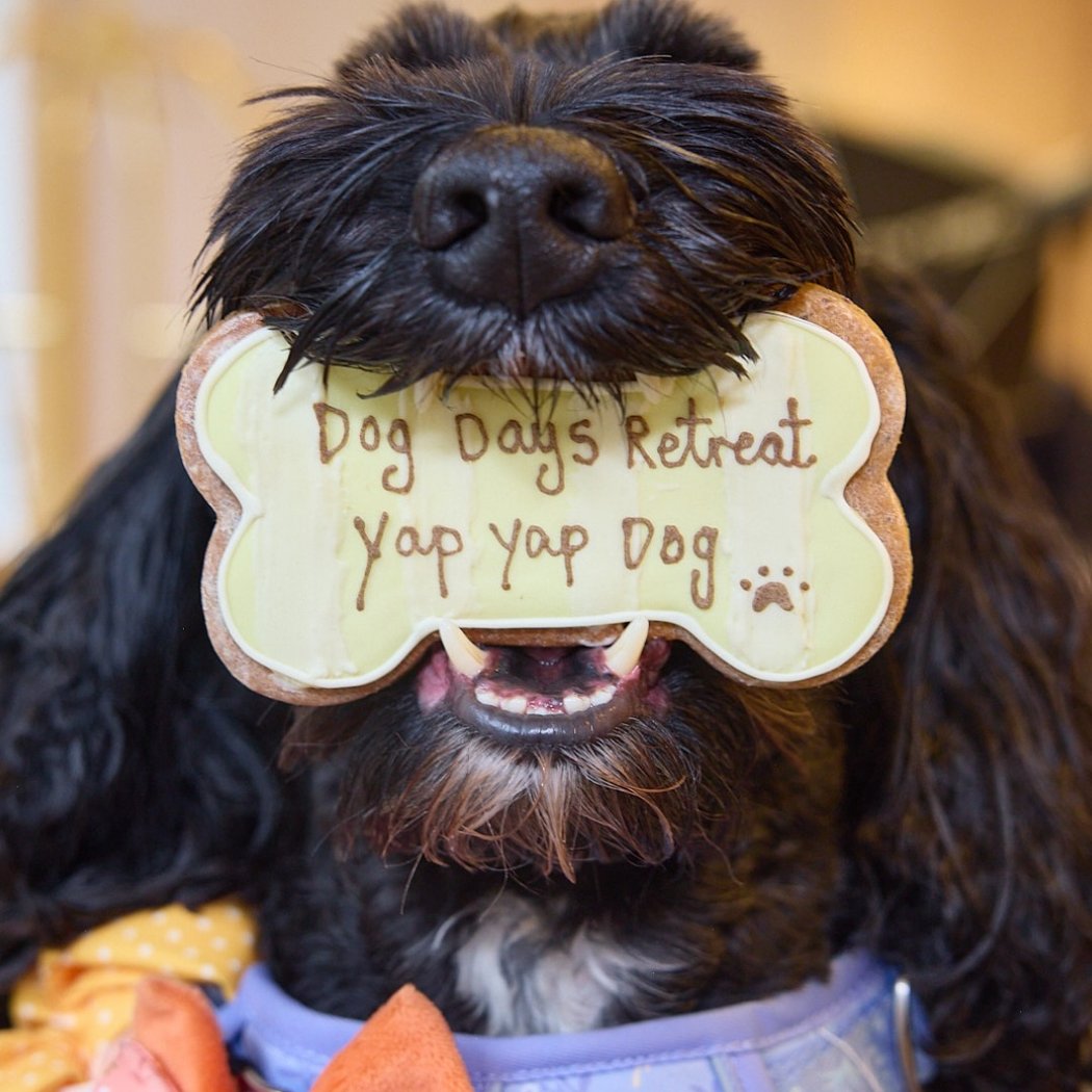 Dog Days Retreat