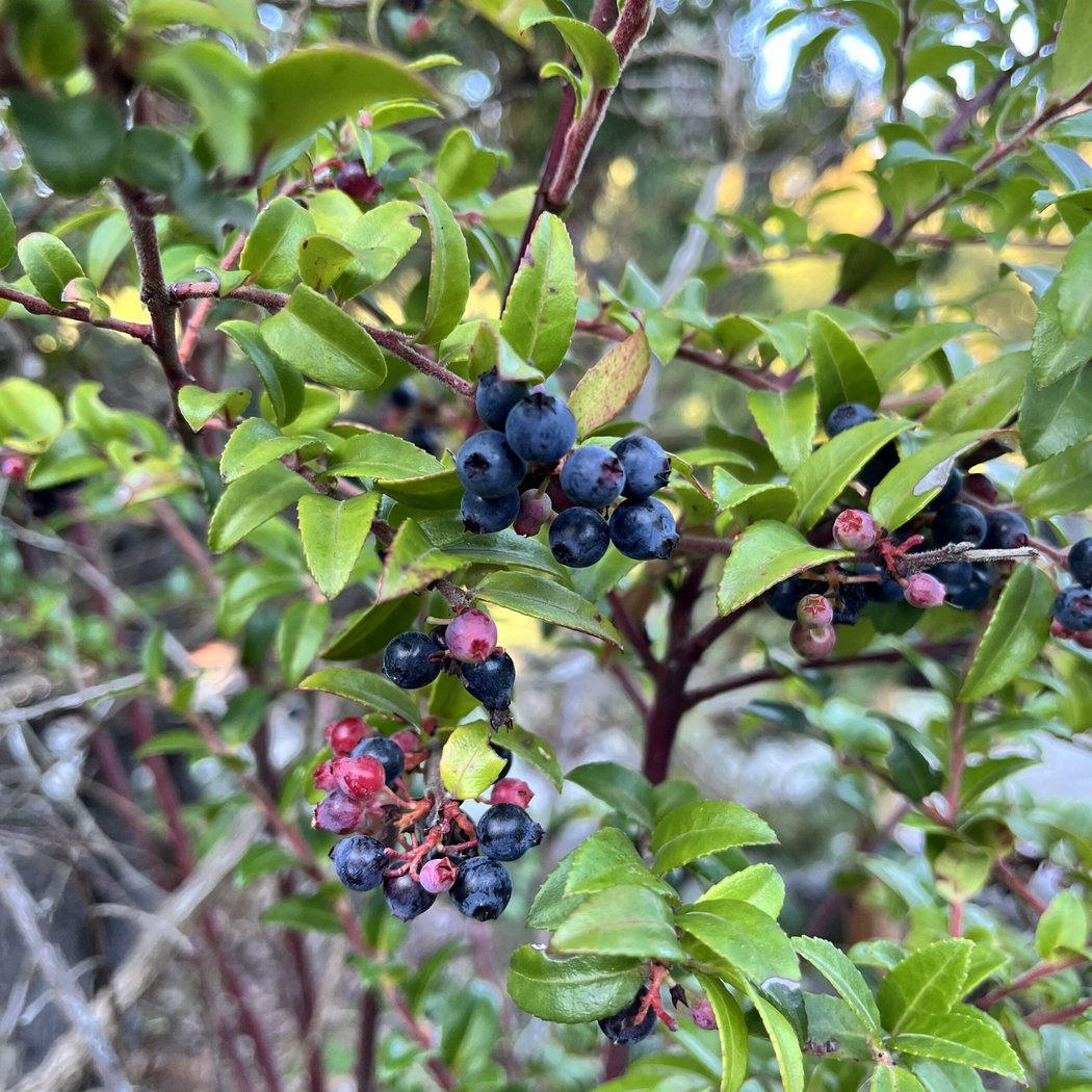The California Native Garden: Fall 1