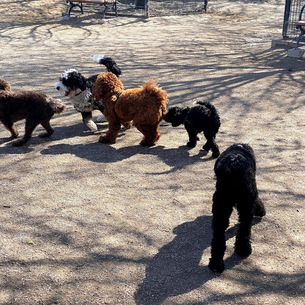 DiMattina Dog Run 3