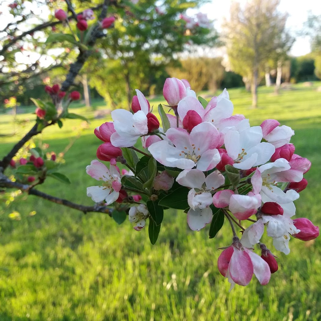Arboretum de la Petite Loiterie 1