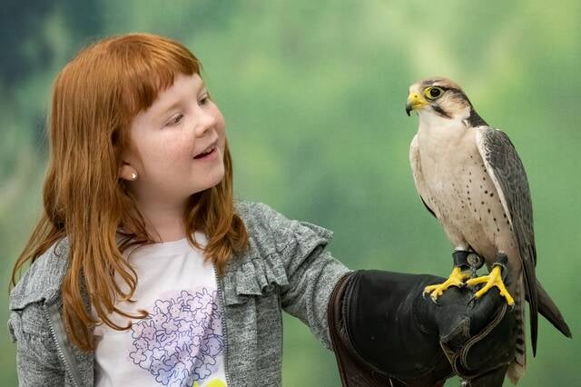 Remarkable Raptors 1