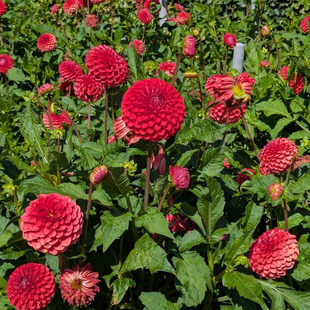 Dahliengarten Hamburg 3