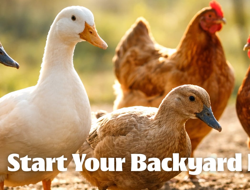 Start Your Backyard Flock: Raising Chickens & Ducks at Home 1