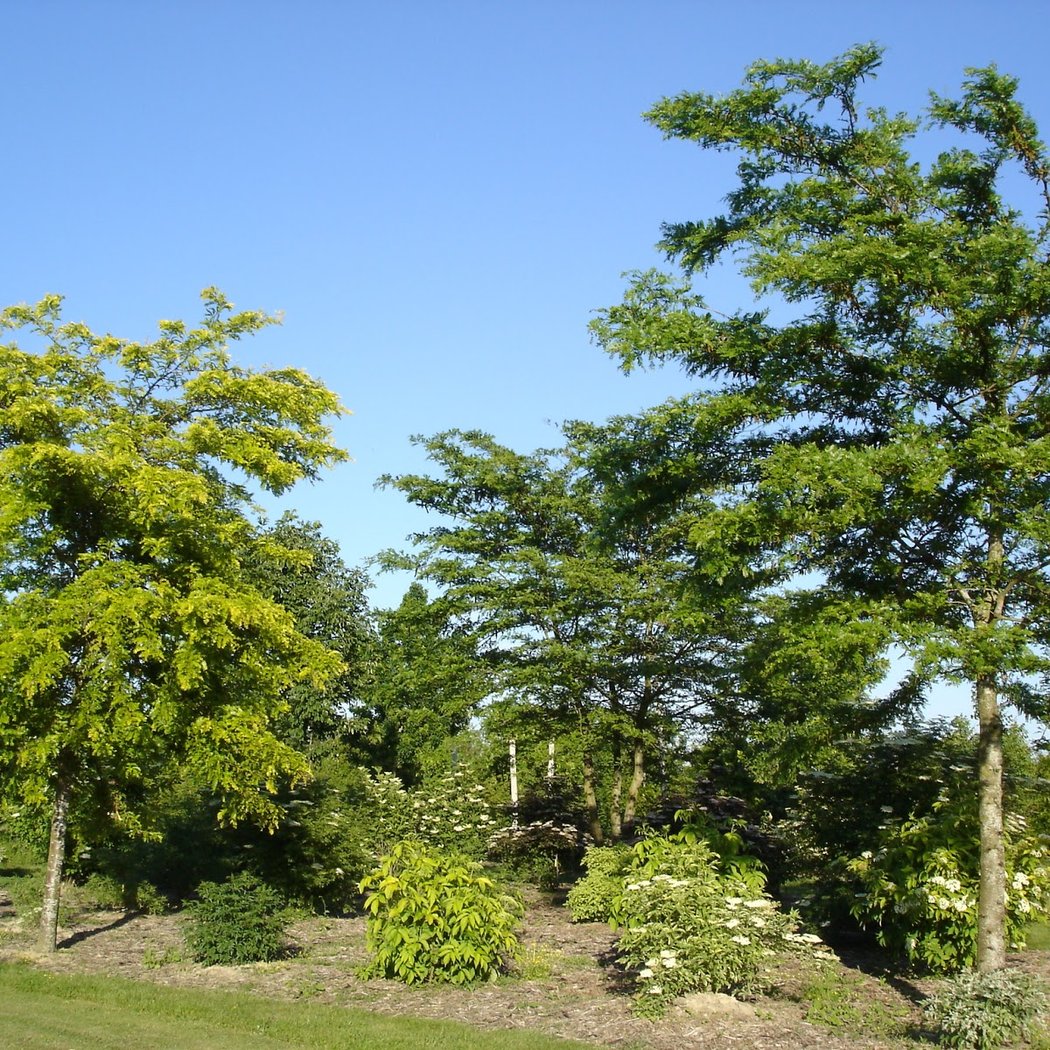 Arboretum de la Petite Loiterie 2