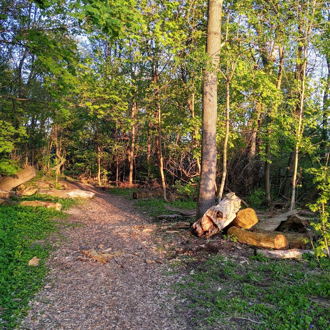 Miller Nature Area 4
