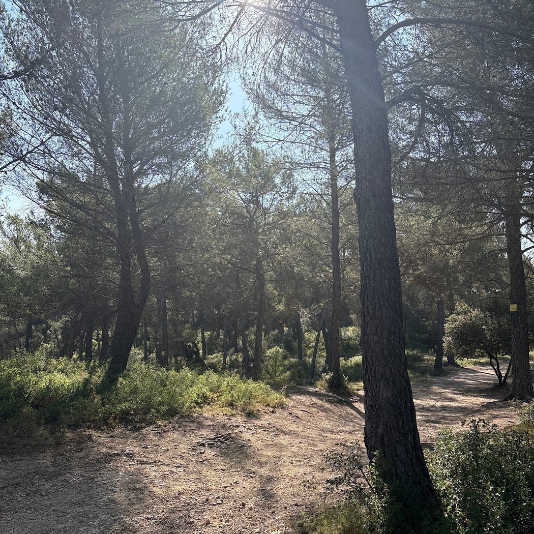 Forêt de Bouc Bel Air 2