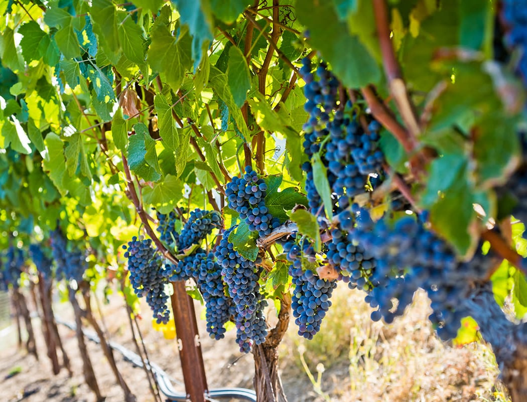 Alamitos Vineyards 1