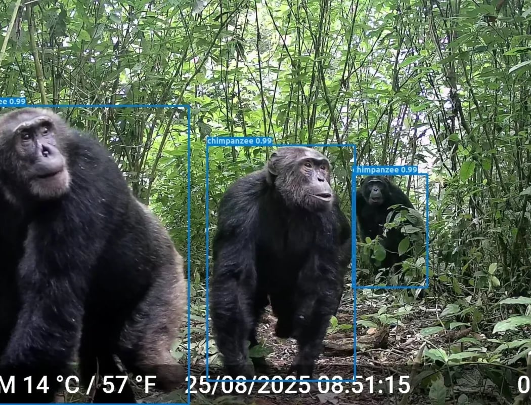 L'IA au service de la reconnaissance des animaux sauvages dans les forêts tropicales africaines 1