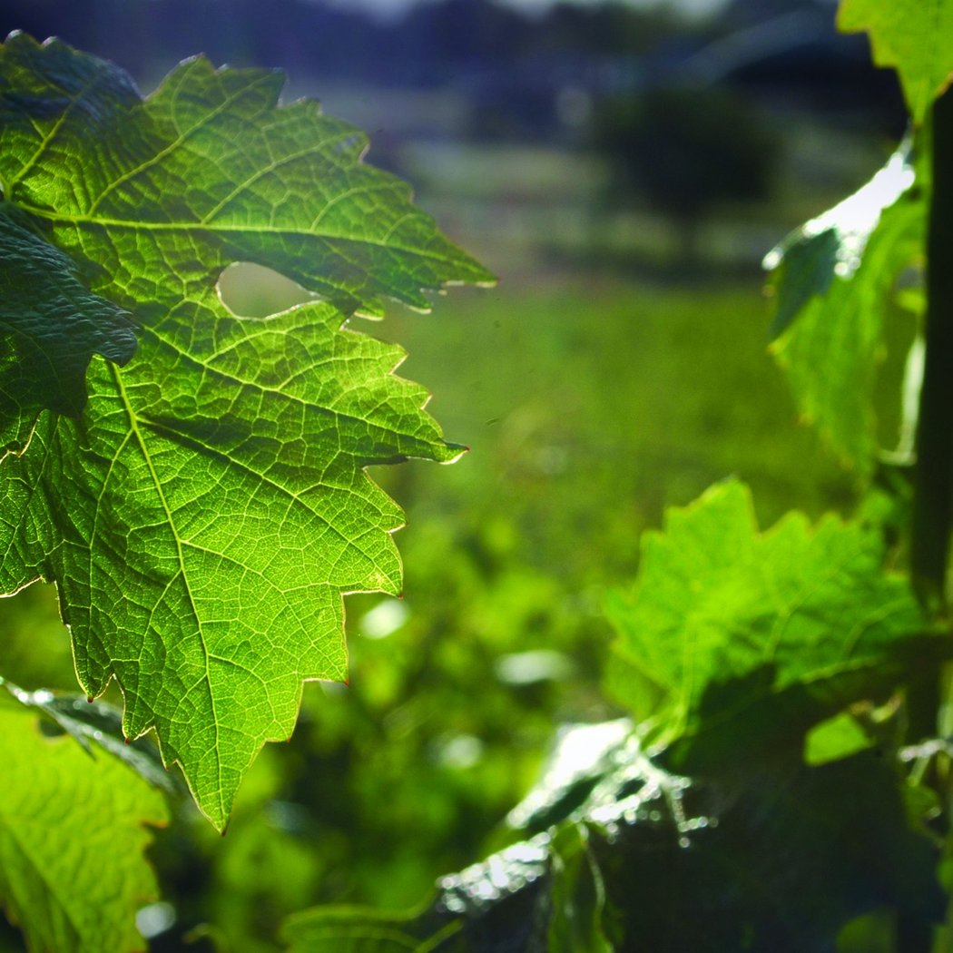 Wine Tasting 2