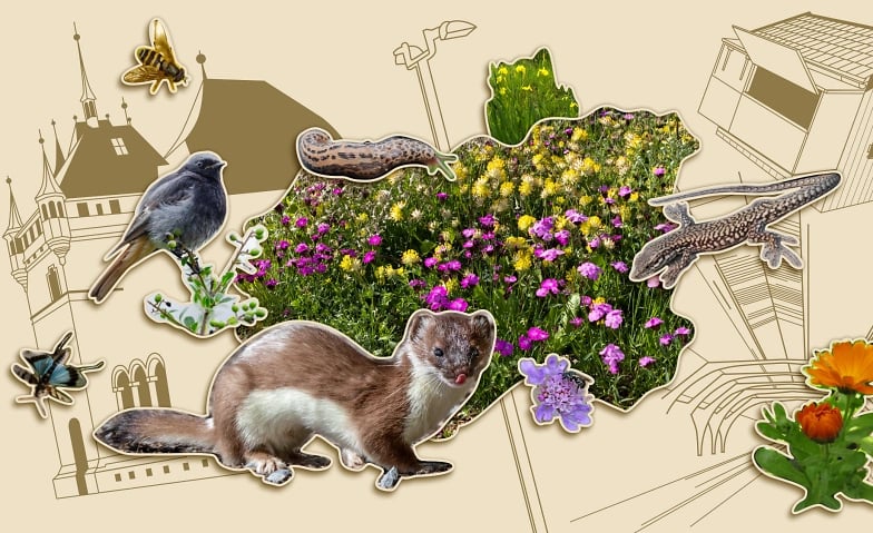 Ausstellung: Vernetzte Natur – Lebenswerte Stadt 1