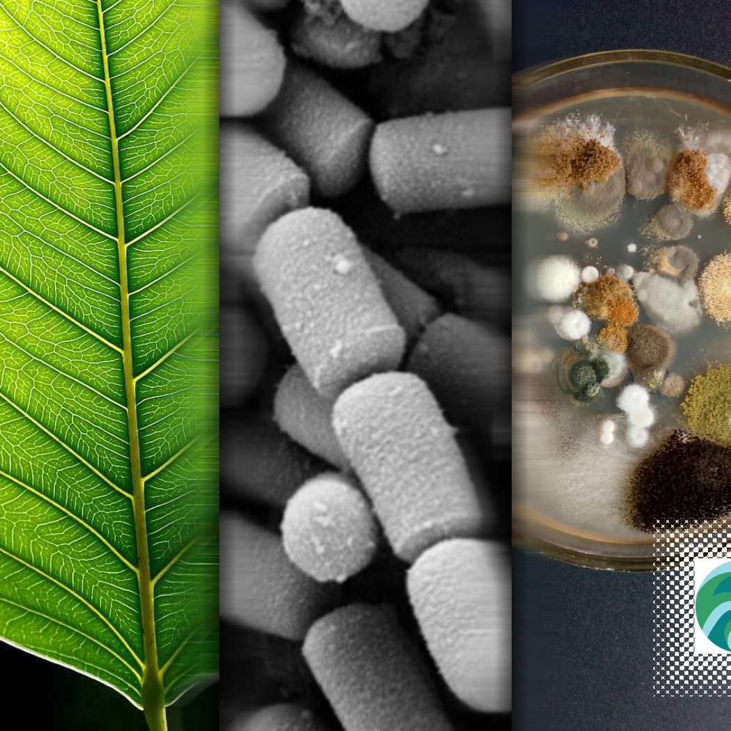 Microbial Life Walk and Workshop 1
