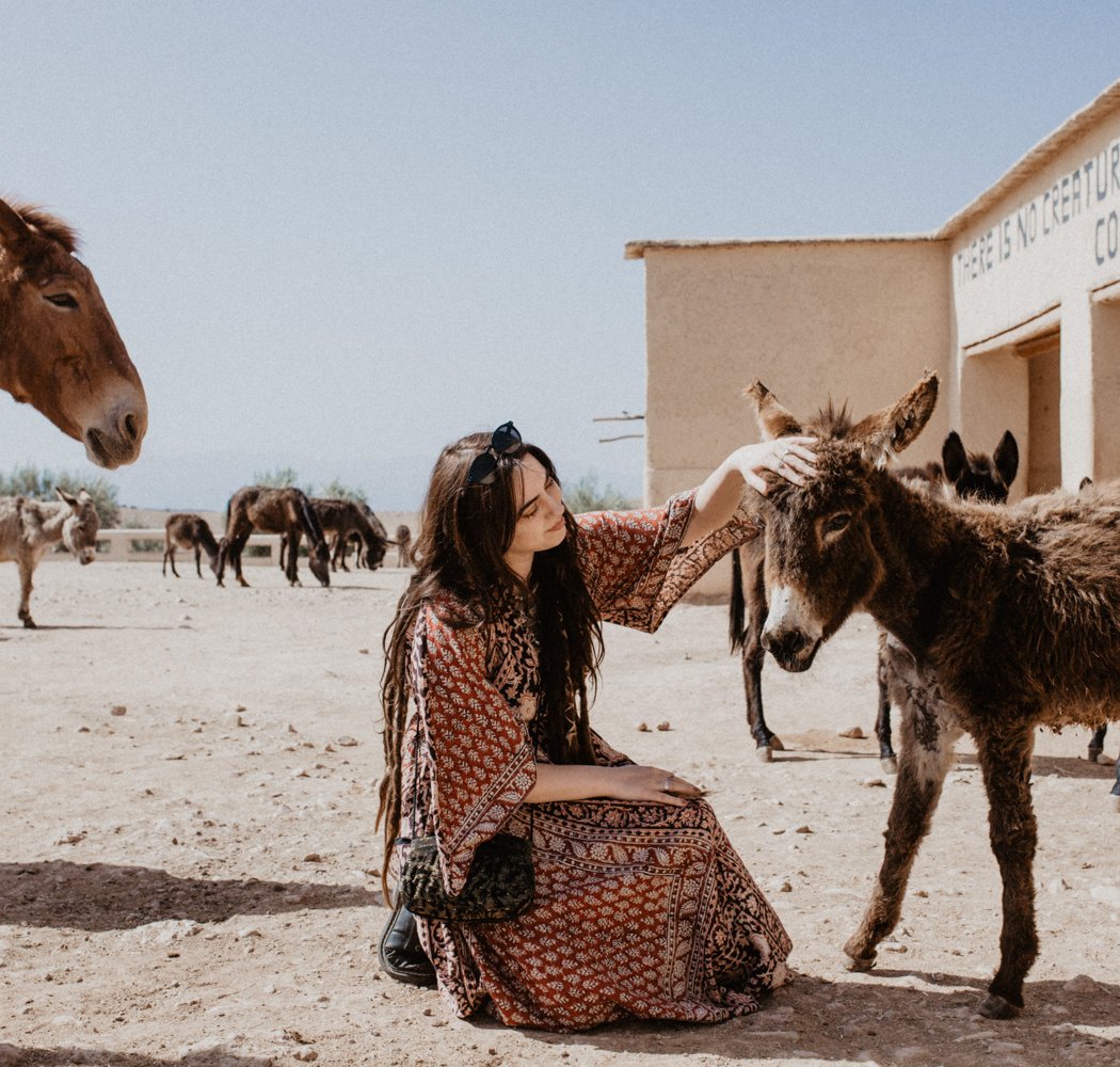 Jarjeer Mule And Donkey Refuge 1