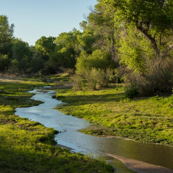 Santa Cruz River Willow Forest Survey 3