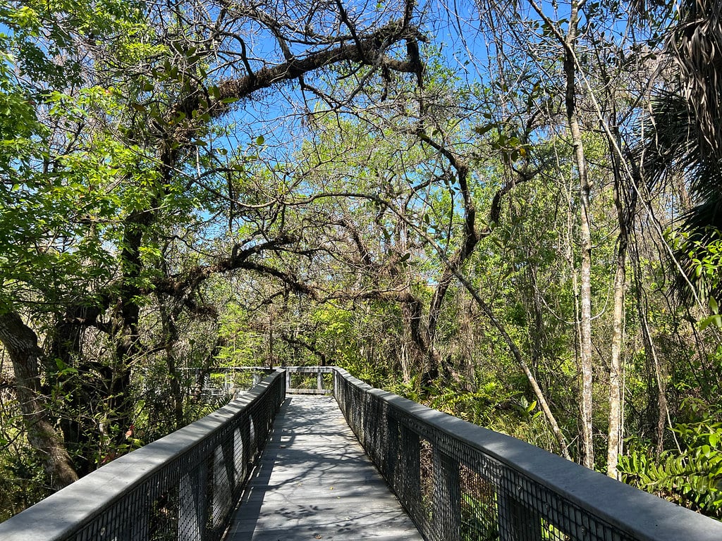 Tall Cypress Natural Area 2