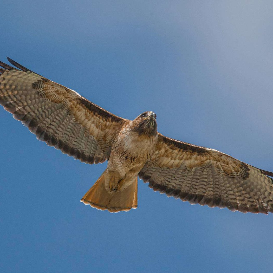 Orange County Birds of Prey 3