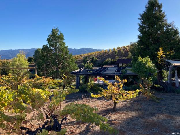 Ridge Vineyards 2
