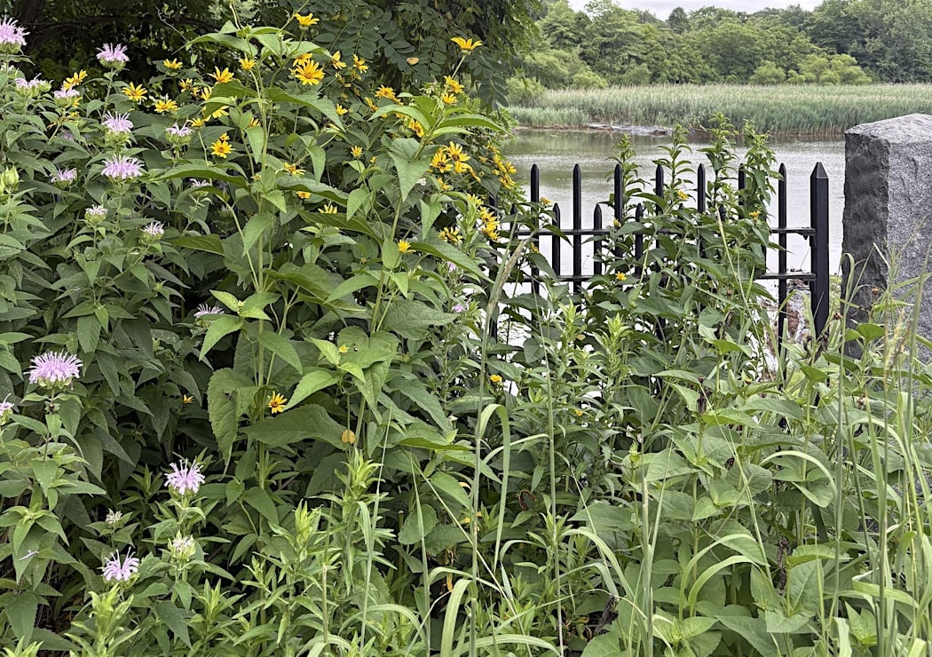 Bat Walk at the Ridgewood Reservoir