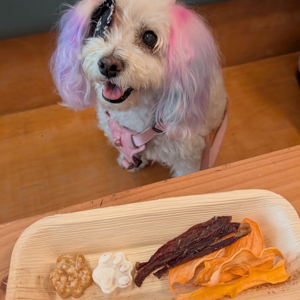 Dog-Friendly Trivia 1