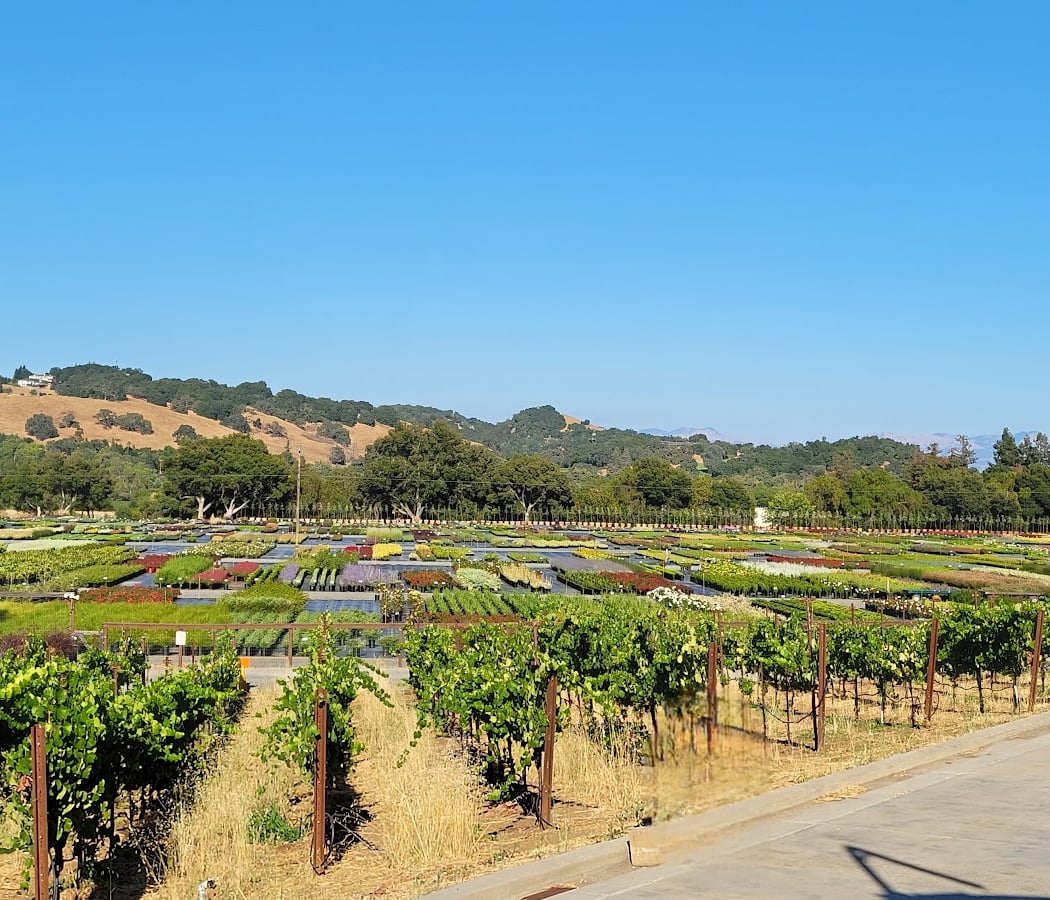 Sarah's Vineyard 3