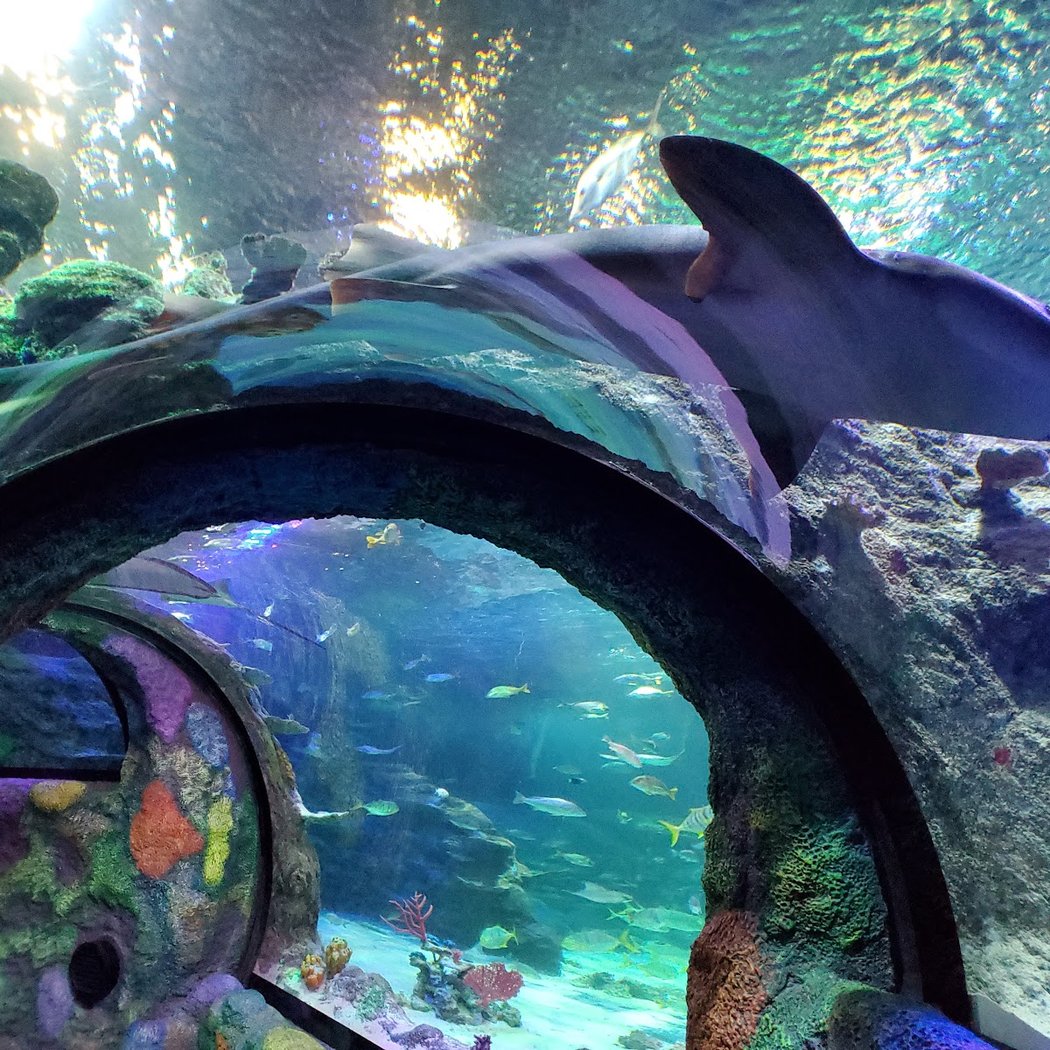 SEA LIFE Michigan Aquarium 2