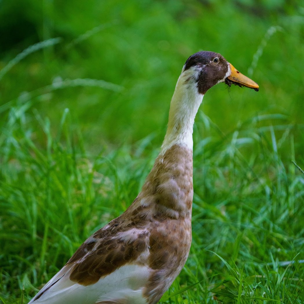 Kinderboerderij van Jette 1