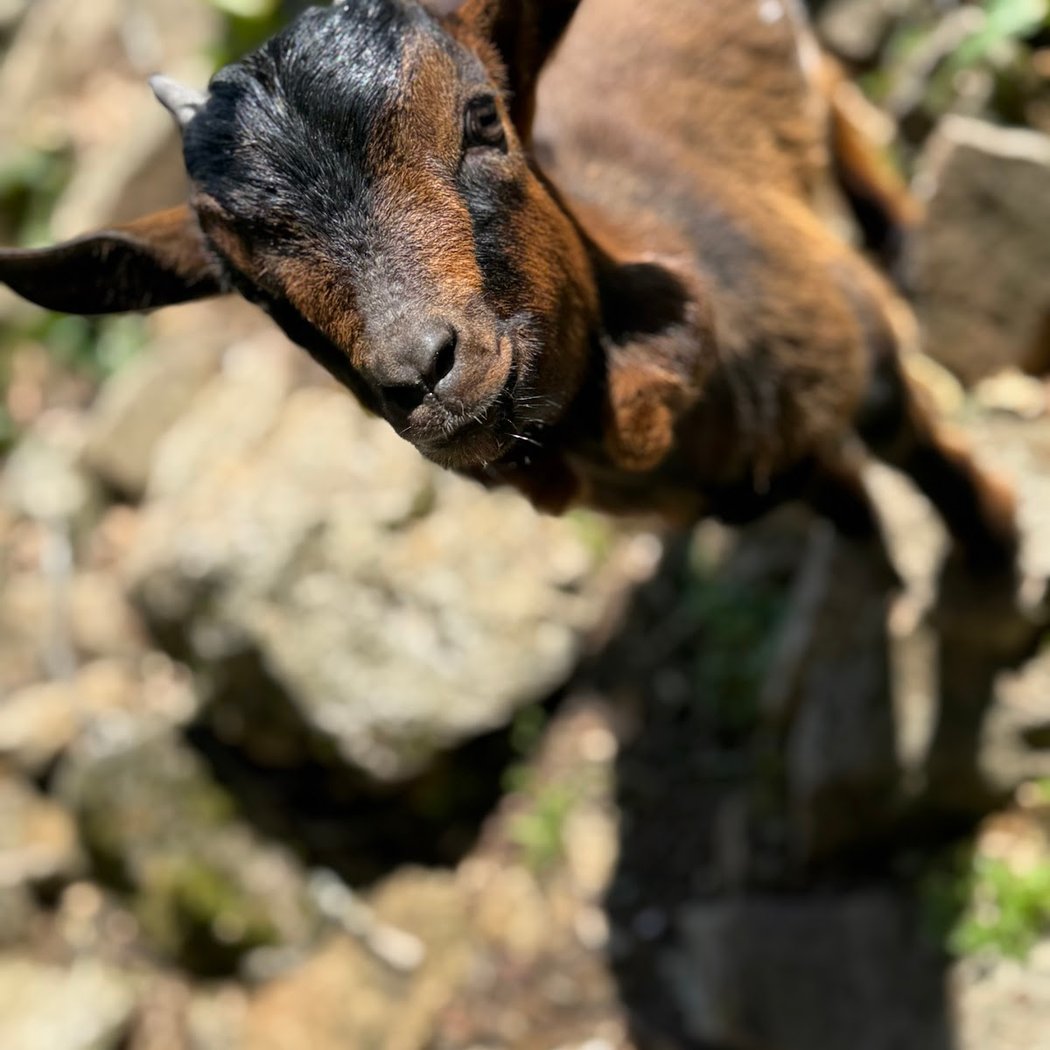 Le Petit Paradou 3