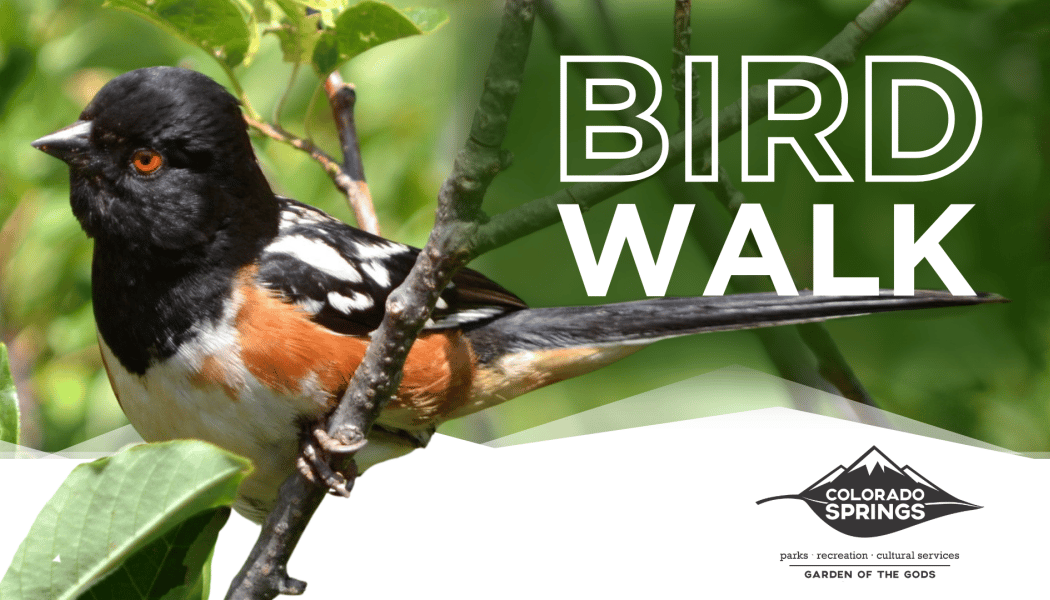 Bird Walk 1