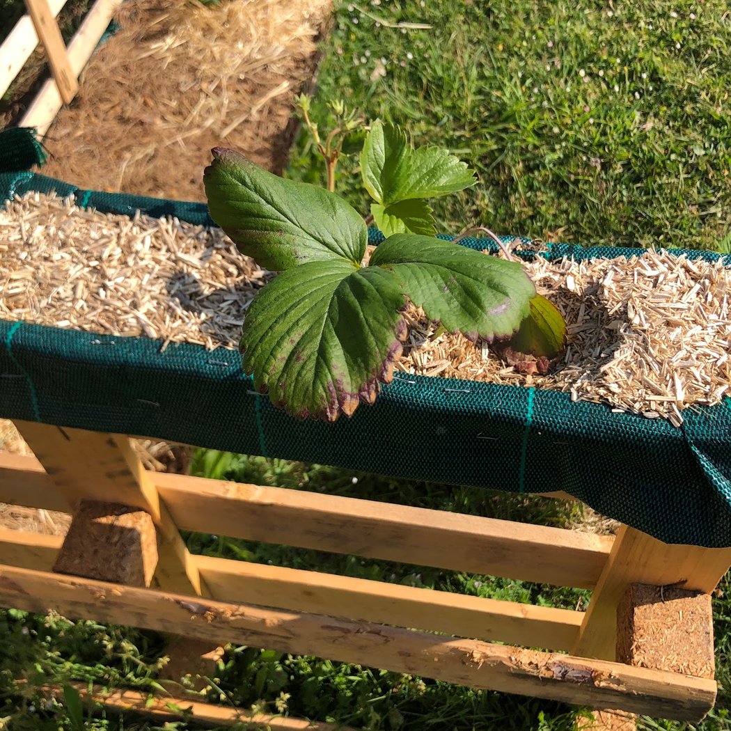 Atelier potager : gérer les cultures de son potager 3
