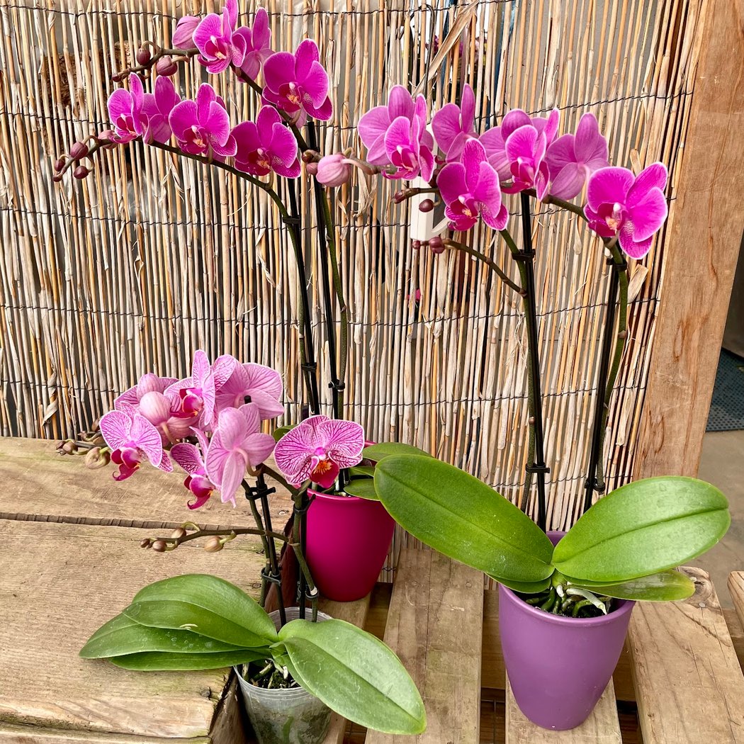 Brookside Orchids 2