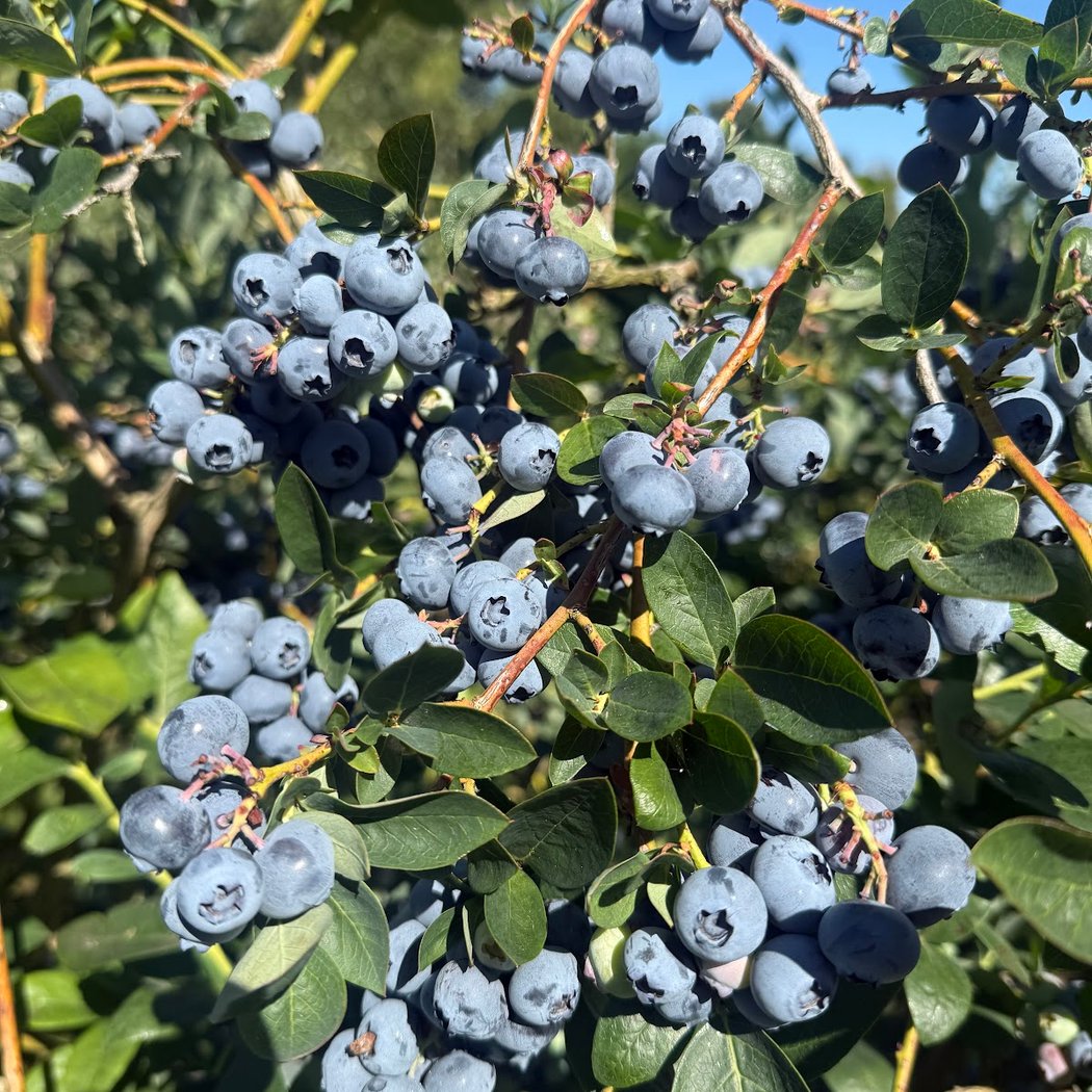 Blue Dot Farm 1