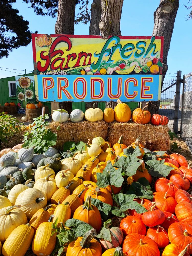 Half Moon Bay Art and Pumpkin Festival 4