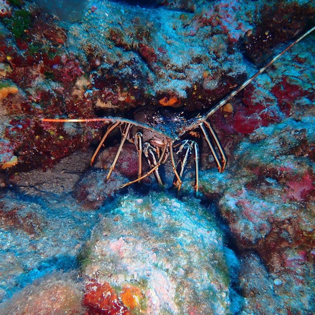 M Plongée Marseille 1