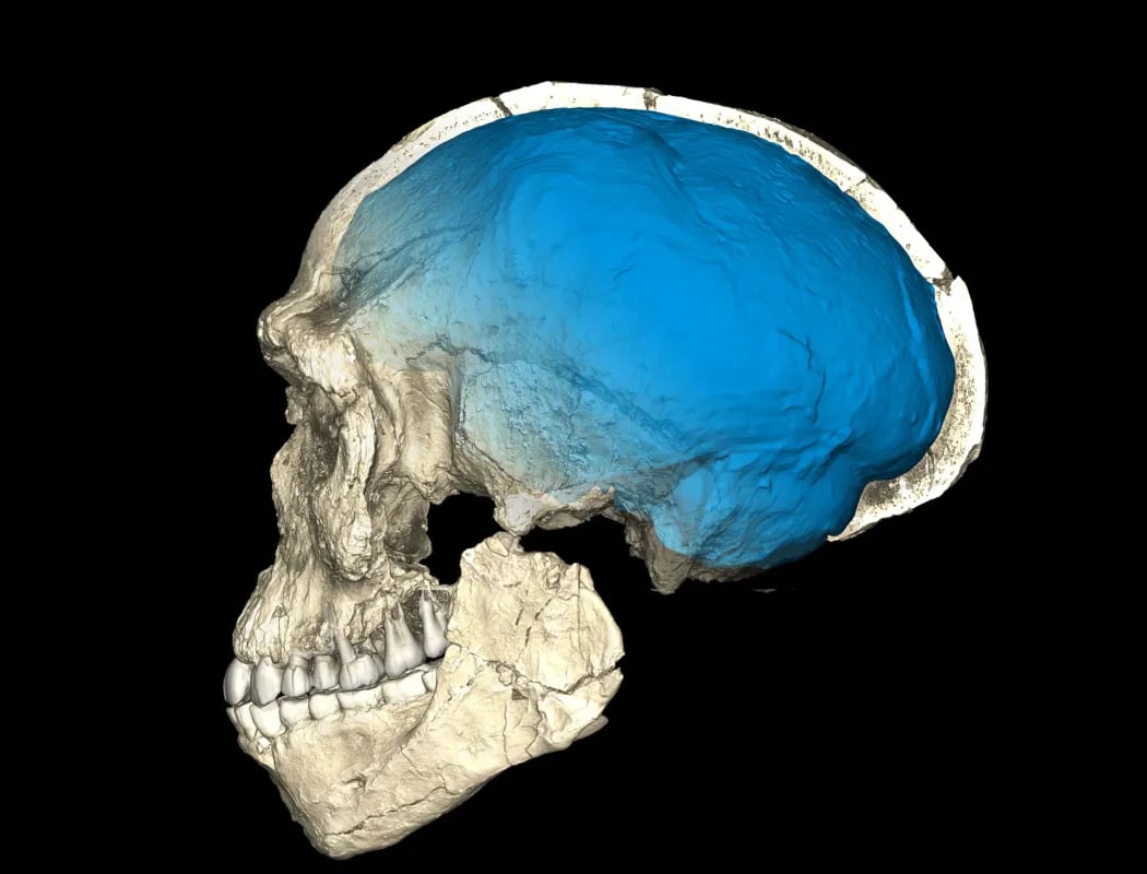 La tyrannie du cerveau: nouveau regard sur l’évolution humaine 1