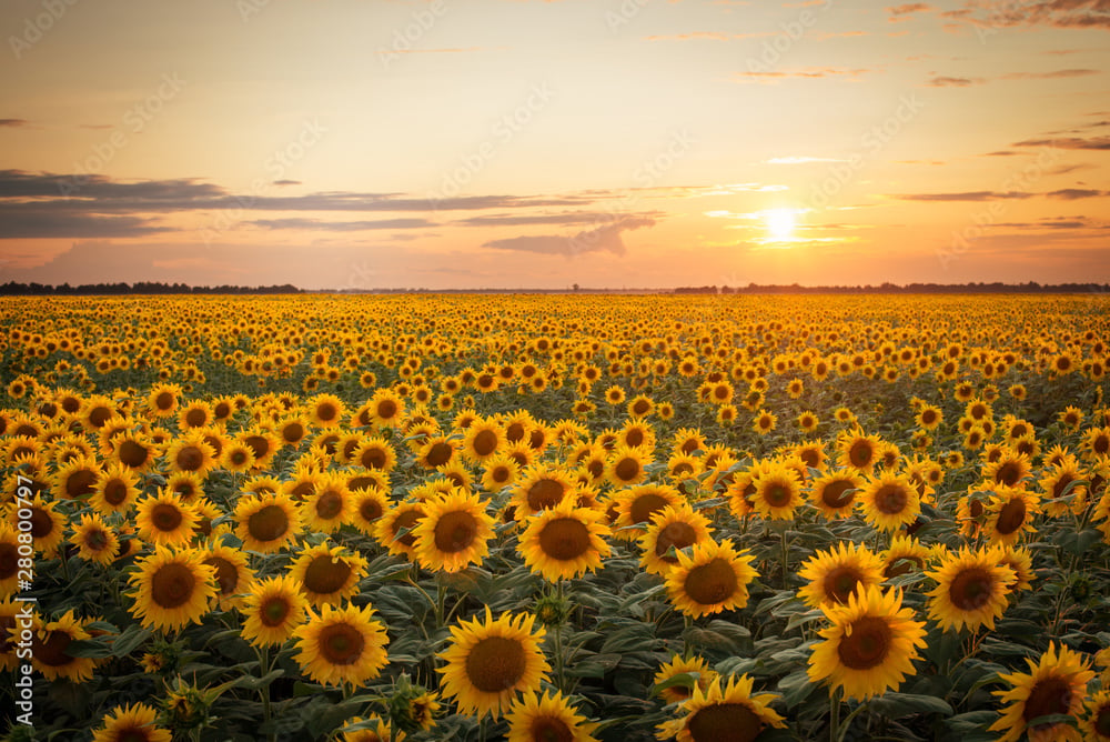 Sunflowers at Sunset 1