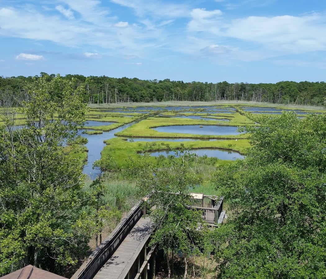 Cattus Island County Park 2