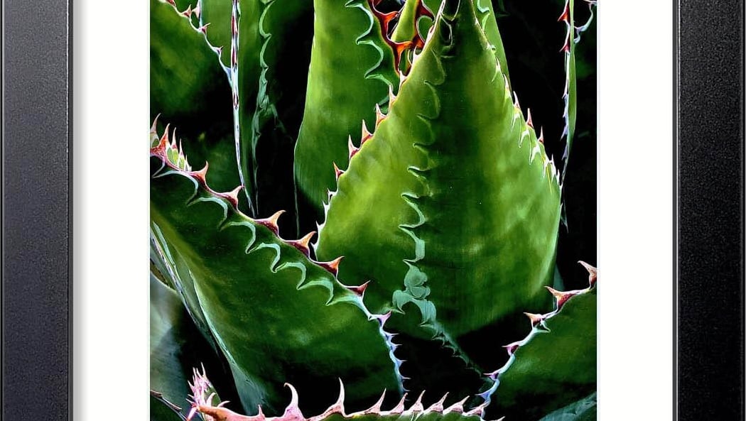 Nature/Plants 1