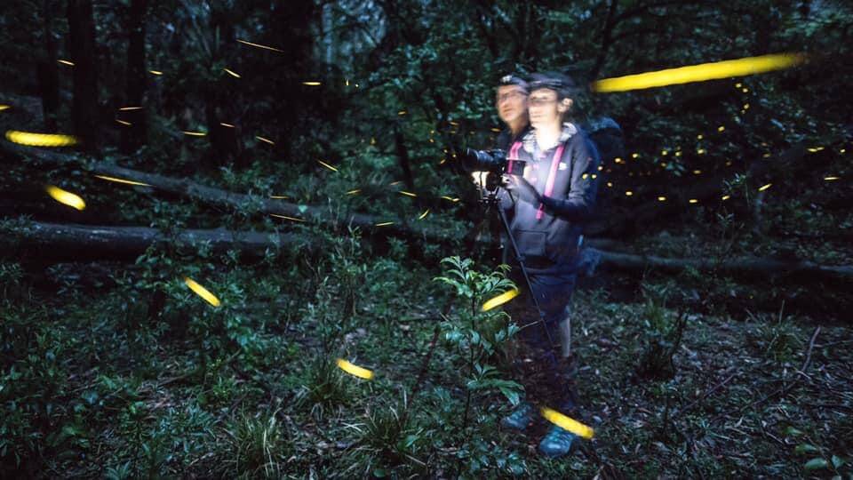Evening Firefly Walk 1