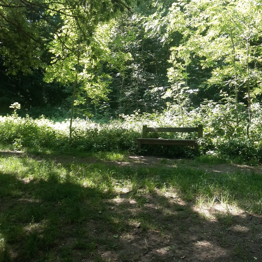Sortie de forêt 1