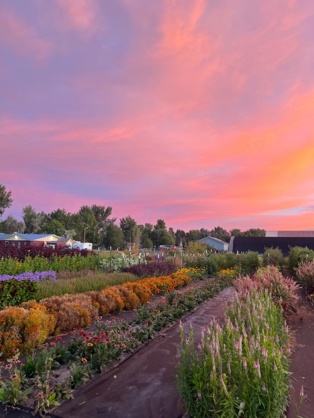 Seasonal Discoveries at Chatfield Farms