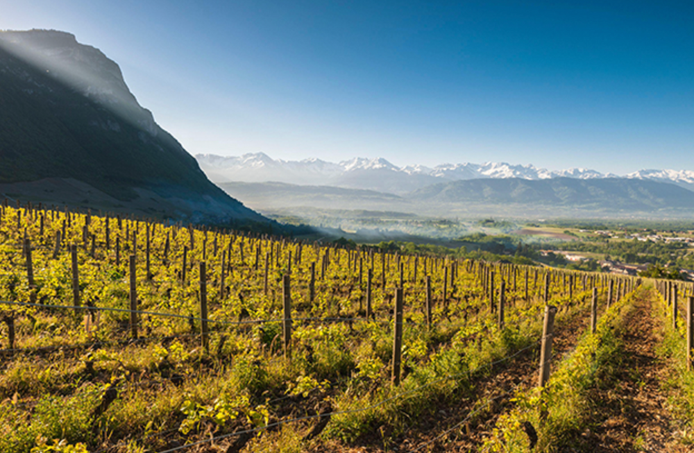 Wines of Savoie 1