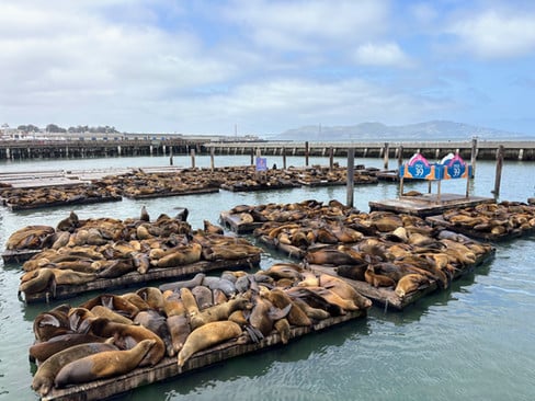 Sea Lions 2
