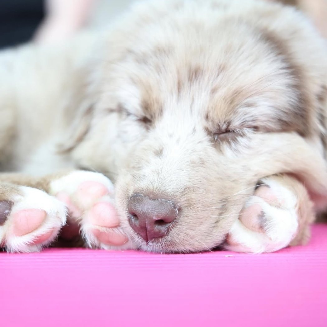 Australian Shepherd Puppy Yoga 1